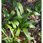 Allium tricoccum - Nordamerikanischer Ramp Lauch (Saatgut)