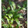 Allium tricoccum - Nordamerikanischer Ramp Lauch (Saatgut)