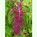 Amaranthus caudatus - Garten-Fuchsschwanz (Bio-Saatgut)