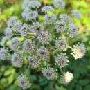 Angelica sylvestris - Wald-Engelwurz (Bio-Saatgut)