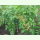Aralia racemosa - Amerikanische Narde (Saatgut)