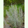 Artemisia absinthium Großblättriger - Wermut (Saatgut)