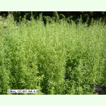 Artemisia dracunculus - Russischer Estragon (Saatgut)