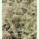 Artemisia lactiflora - Elfenraute (Saatgut)