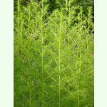 Artemisia scoparia BLBP 01 - Besenbeifuß (Saatgut)