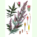 Artemisia vulgaris - Gewöhnlicher Beifuß (Bio-Saatgut)