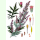 Artemisia vulgaris - Gewöhnlicher Beifuß (Bio-Saatgut)