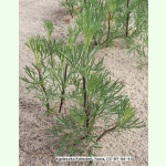 Artemisia campestris subsp. campestris - Feldbeifuß (Saatgut)