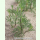 Artemisia campestris subsp. campestris - Feldbeifuß (Saatgut)