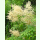 Aruncus dioicus - Wald-Geißbart (Saatgut)
