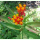Asclepias curassavica - Rote Seidenpflanze (Saatgut)