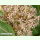 Asclepias syriaca - Echte Seidenpflanze (Saatgut)