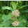 Asclepias syriaca - Echte Seidenpflanze (Saatgut)