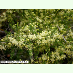 Asparagus acutifolius - Spitzblättriger Spargel (Saatgut)