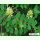 Astragalus glycyphyllos - Süß-Tragant (Saatgut)