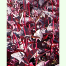 Atriplex hortensis Plume Red - Rote Gartenmelde (Saatgut)