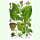Atropa belladonna - Tollkirsche (Bio-Saatgut)