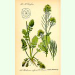 Barbarea vulgaris - Barbarakraut (Bio-Saatgut)