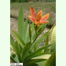 Iris domestica - Leopardenlilie (Saatgut)