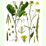 Brassica nigra - Schwarzer Senf (Bio-Saatgut)