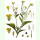 Brassica juncea - Brauner Senf (Saatgut)