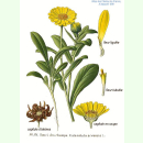 Calendula arvensis - Wilde Ringelblume (Saatgut)