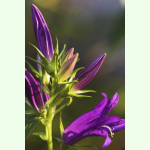 Campanula latifolia - Breitblättrige Glockenblume  (Saatgut)