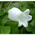 Campanula medium var. alba - Weiße Marienglockenblume (Saatgut)
