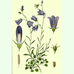 Campanula rotundifolia - Rundblättrige Glockenblume (Saatgut)