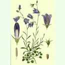 Campanula rotundifolia - Rundblättrige Glockenblume...