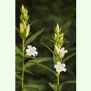 Campanula latifolia var. macrantha Alba - Breitblättrige Glockenblume (Saatgut)