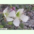 Capparis spinosa - Echter Kapernstrauch (Bio-Saatgut)