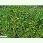 Cardiospermum halicacabum - Ballonwein (Saatgut)