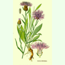 Centaurea jacea - Wiesen-Flockenblume (Saatgut)