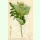 Cirsium oleraceum - Kohldistel (Saatgut)