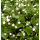 Claytonia sibirica - Sibirischer Portulak (Saatgut)