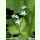 Cryptotaenia japonica - Mitsuba (Saatgut)
