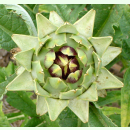Cynara cardunculus var. scolymus Green Globe - Artischocke (Saatgut)