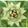 Cynara cardunculus var. scolymus Green Globe - Artischocke (Saatgut)