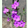 Dianthus amurensis - Amur-Nelke (Saatgut)