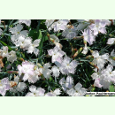 Dianthus anatolicus - Anatolische Nelke (Saatgut)
