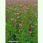 Echinacea pallida - Blasser Sonnenhut (Saatgut)