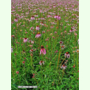 Echinacea pallida - Blasser Sonnenhut (Saatgut)