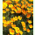 Eschscholzia californica - Kalifornischer Mohn (Saatgut)