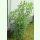 Euphorbia lathyris  - Kreuzblättrige Wolfsmilch (Saatgut)