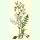 Filipendula vulgaris - Kleines Mädesüß (Saatgut)