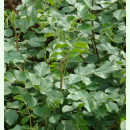 Glycyrrhiza uralensis - Chinesisches Süßholz (Saatgut)
