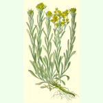 Helichrysum arenarium - Sand-Strohblume (Saatgut)