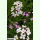 Hesperis matronalis var. albiflora - Weiße Nachtviole (Saatgut)