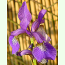 Iris sibirica - Sibirische Wiesen-Iris (Saatgut)
